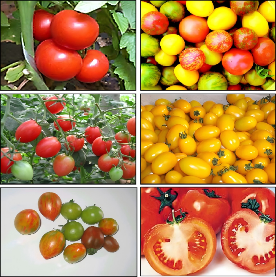 汝南番茄产业园